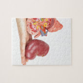 Flache Hand, die vorbildliche menschliche Niere Puzzle (Horizontal)