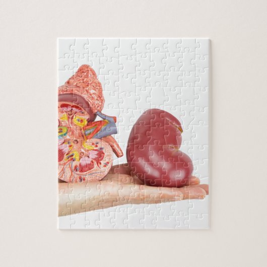 Flache Hand, die vorbildliche menschliche Niere Puzzle (Vertikal)