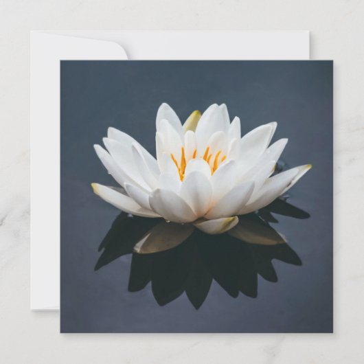 FLACHKARTE : LOTUS AUF WASSER DANKESKARTE (Vorderseite)