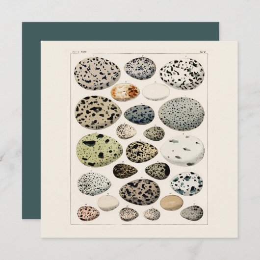 FLACHKARTE : POSTER DER EIER DER VINTAGEN VOD 1843 (Vorne/Hinten)