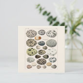 FLACHKARTE : POSTER DER EIER DER VINTAGEN VOD 1843 (Stehend Vorderseite)