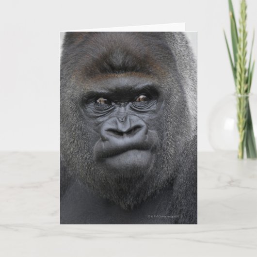 Flachlandgorilla, Gorilla gorilla, Karte (Vorderseite)