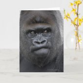 Flachlandgorilla, Gorilla gorilla, Karte (Gelbe Blume)