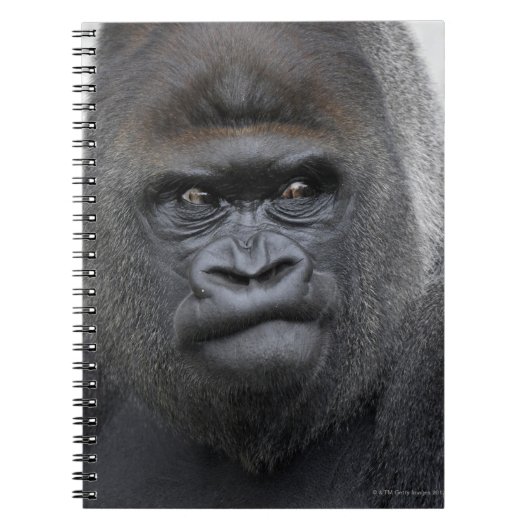 Flachlandgorilla, Gorilla gorilla, Notizblock (Vorderseite)