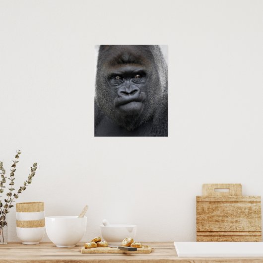 Flachlandgorilla, Gorilla gorilla, Poster (Küche)