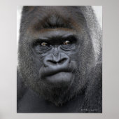 Flachlandgorilla, Gorilla gorilla, Poster (Vorne)