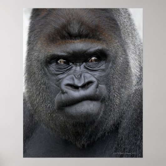 Flachlandgorilla, Gorilla gorilla, Poster (Vorne)