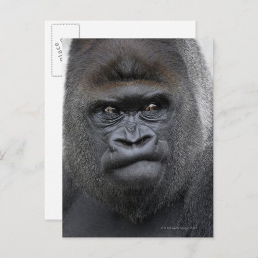 Flachlandgorilla, Gorilla gorilla, Postkarte (Vorne/Hinten)