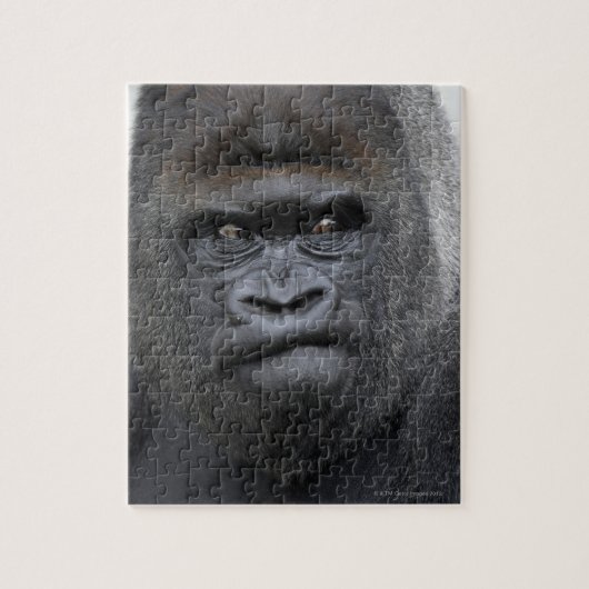 Flachlandgorilla, Gorilla gorilla, Puzzle (Vertikal)