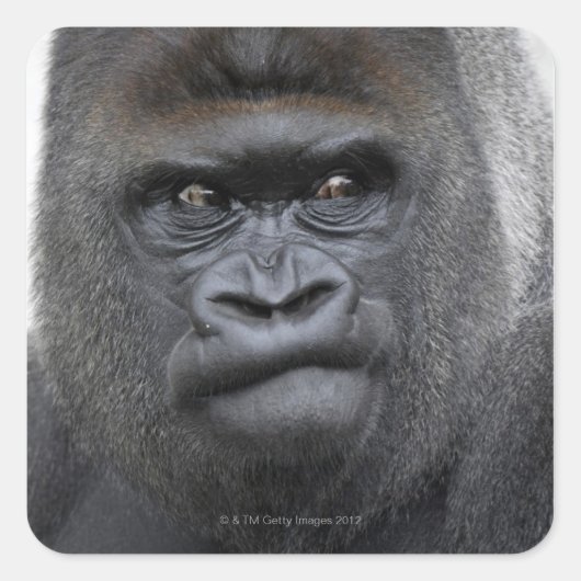 Flachlandgorilla, Gorilla gorilla, Quadratischer Aufkleber (Vorderseite)