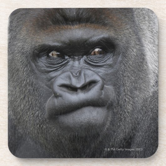 Flachlandgorilla, Gorillagorilla, Getränkeuntersetzer (Vorderseite)