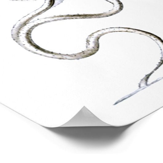 Flagellata, Ernst Haeckel Fine Art Poster (Ecke)