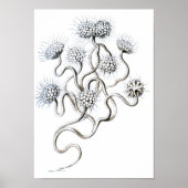 Flagellata, Ernst Haeckel Fine Art Poster (Vorne)