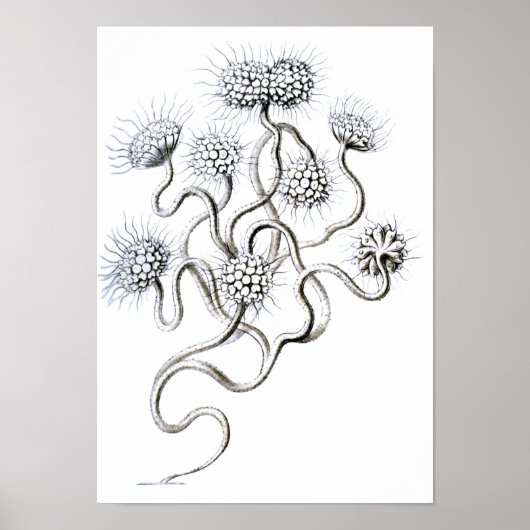 Flagellata, Ernst Haeckel Fine Art Poster (Vorne)
