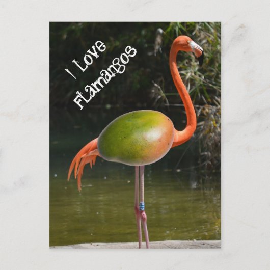 Flamango Postkarte (Vorderseite)