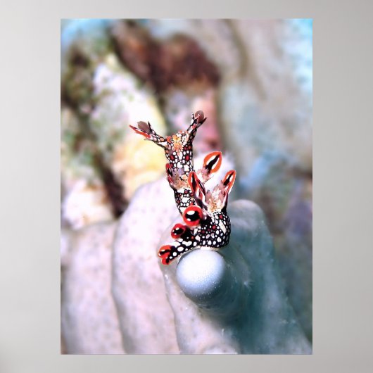 Flambouyant Nudi Poster (Vorne)