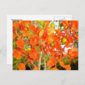 Flamboyan-Blume (CloseUp) Postkarte (Vorne/Hinten)