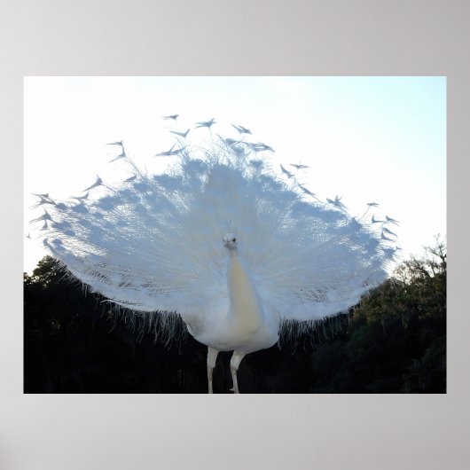 Flamboyant Albino Peacock Poster (Vorne)