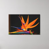 Flamboyant Bird der Paradise-Blume Leinwanddruck (Vorderseite)