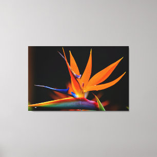 Flamboyant Bird der Paradise-Blume Leinwanddruck