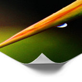 Flamboyant Bird der Paradise-Blume Poster (Ecke)