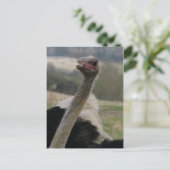Flamboyant Ostrich Postcard Postkarte (Stehend Vorderseite)