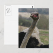 Flamboyant Ostrich Postcard Postkarte (Vorne/Hinten)