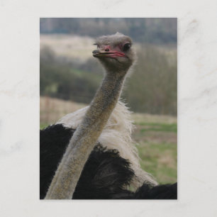 Flamboyant Ostrich Postcard Postkarte