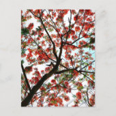 Flamboyant Royal Poinciana Flame Tree Fotografy Postkarte (Vorderseite)