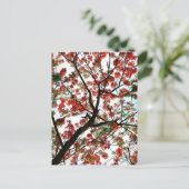 Flamboyant Royal Poinciana Flame Tree Fotografy Postkarte (Stehend Vorderseite)