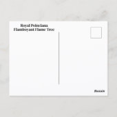 Flamboyant Royal Poinciana Flame Tree Fotografy Postkarte (Rückseite)