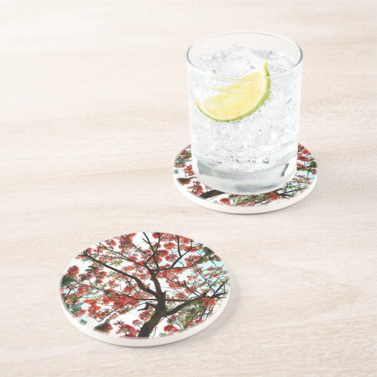 Flamboyant Royal Poinciana Flame Tree Stone Getränkeuntersetzer (Seite)