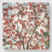 Flamboyant Royal Poinciana Floral Botanical Steinuntersetzer (Vorderseite)