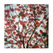 Flamboyant Royal Poinciana Tree Fliese (Vorderseite)