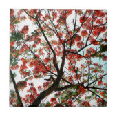 Flamboyant Royal Poinciana Tree Fliese (Vorderseite)
