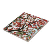 Flamboyant Royal Poinciana Tree Fliese (Seite)
