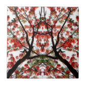 Flamboyant Royal Poinciana Tree Fliese (Vorderseite)