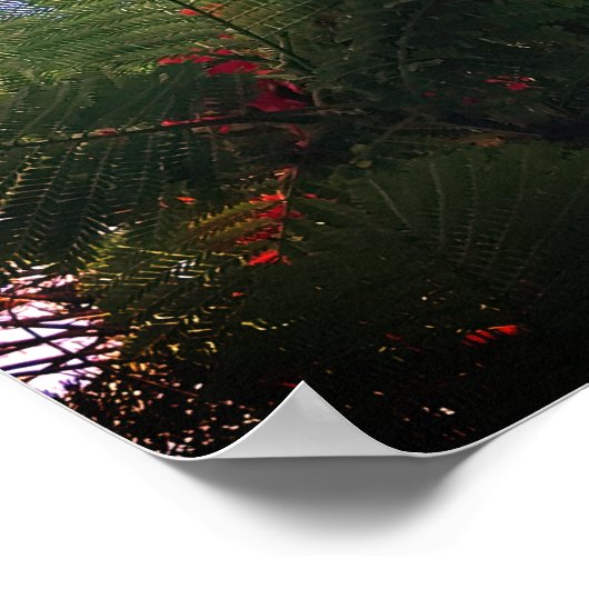 Flamboyant Tree Poster (Ecke)