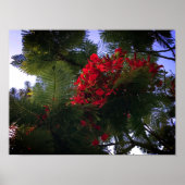Flamboyant Tree Poster (Vorne)