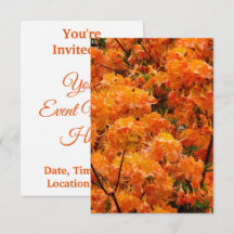 Flame Azalea Blume