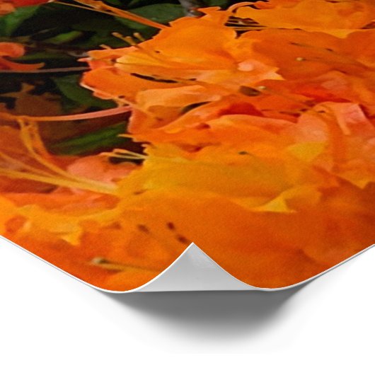 Flame Azalea Blume Poster (Ecke)