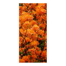 Flame Azalea Blume