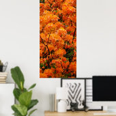Flame Azalea Blume Poster (Heimbüro)