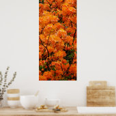 Flame Azalea Blume Poster (Küche)