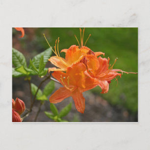 Flame Azalea Frühjahr Postkarte