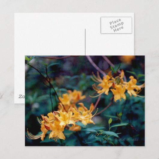 Flame Azalea Postkarte (Vorne/Hinten)