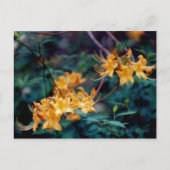 Flame Azalea Postkarte (Vorderseite)
