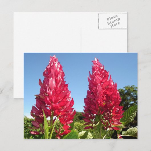 Flame-Blume-Postkarten Postkarte (Vorne/Hinten)