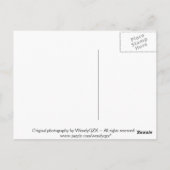 Flame-Blume-Postkarten Postkarte (Rückseite)