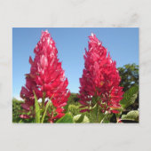 Flame-Blume-Postkarten Postkarte (Vorderseite)